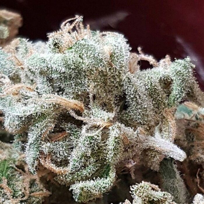 Cbd Kong's Kush