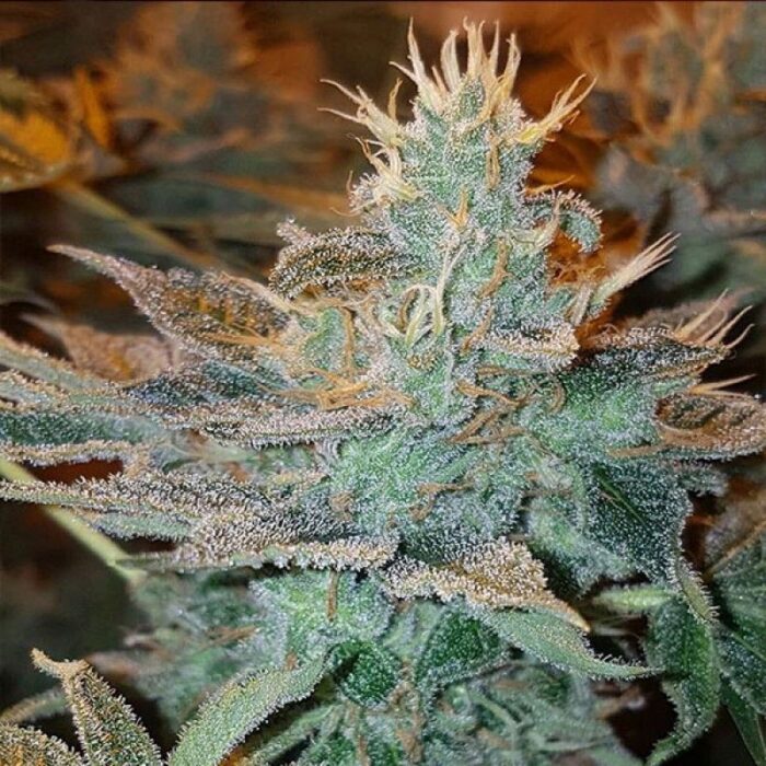 Cbd Kong's Kush