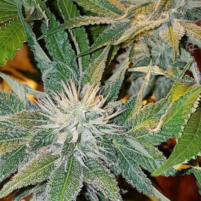 Cbd Kong's Kush