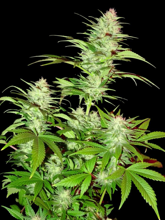 Critical Chronic