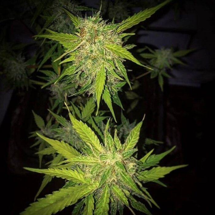 Deep Purple Haze Auto