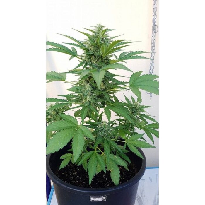 Deep Purple Haze Auto