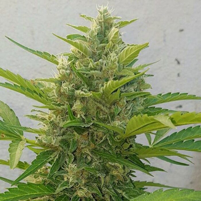 Deep Purple Haze Auto