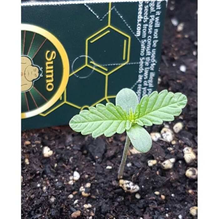 Deep Purple Haze Auto