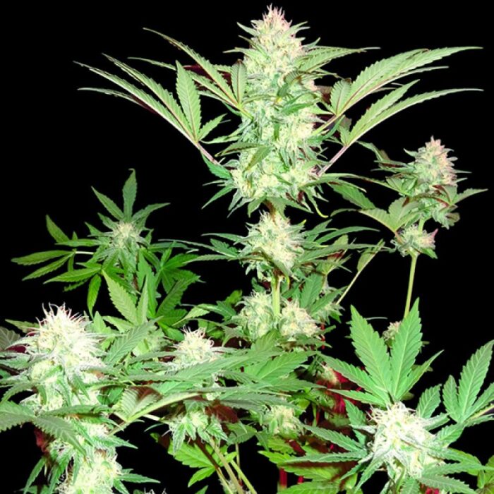 Goji Haze