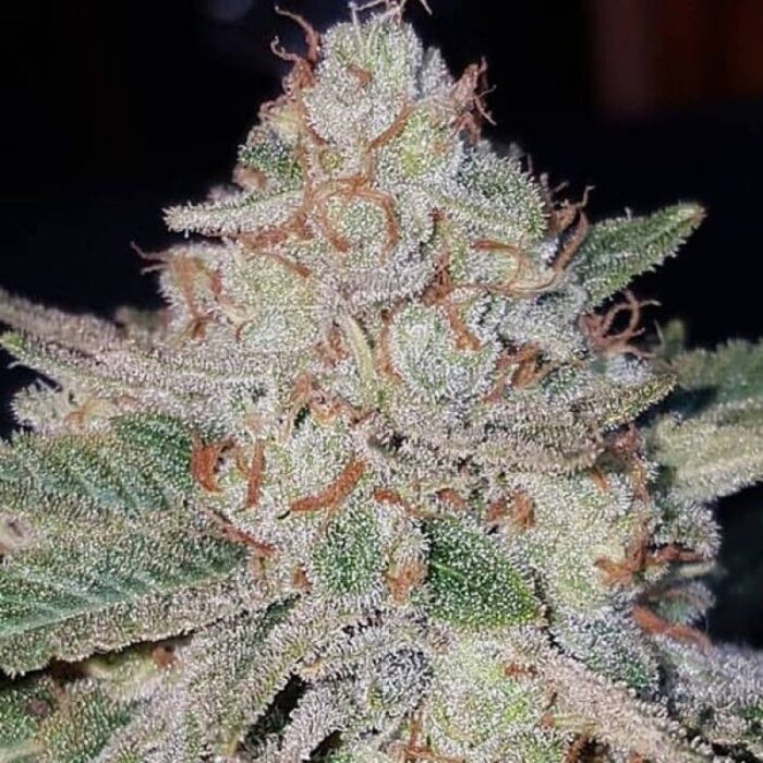 Green Mango