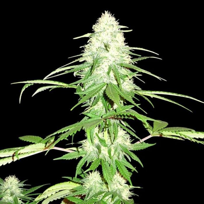Green Mango