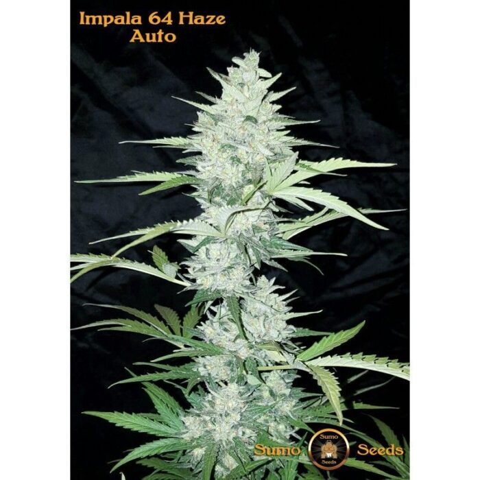 Impala 64 Haze Auto
