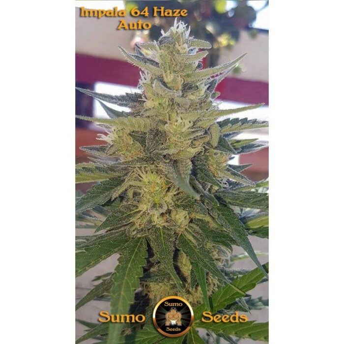 Impala 64 Haze Auto