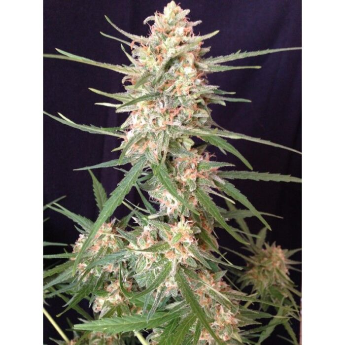 Impala 64 Haze Auto
