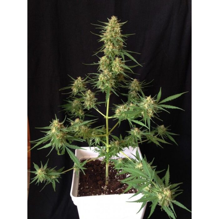 Impala 64 Haze Auto