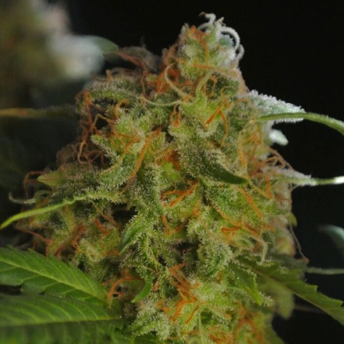 Sumo's Big Bud