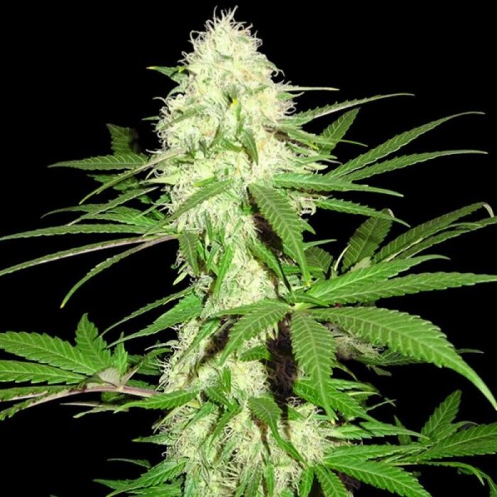 Sumo's Big Bud