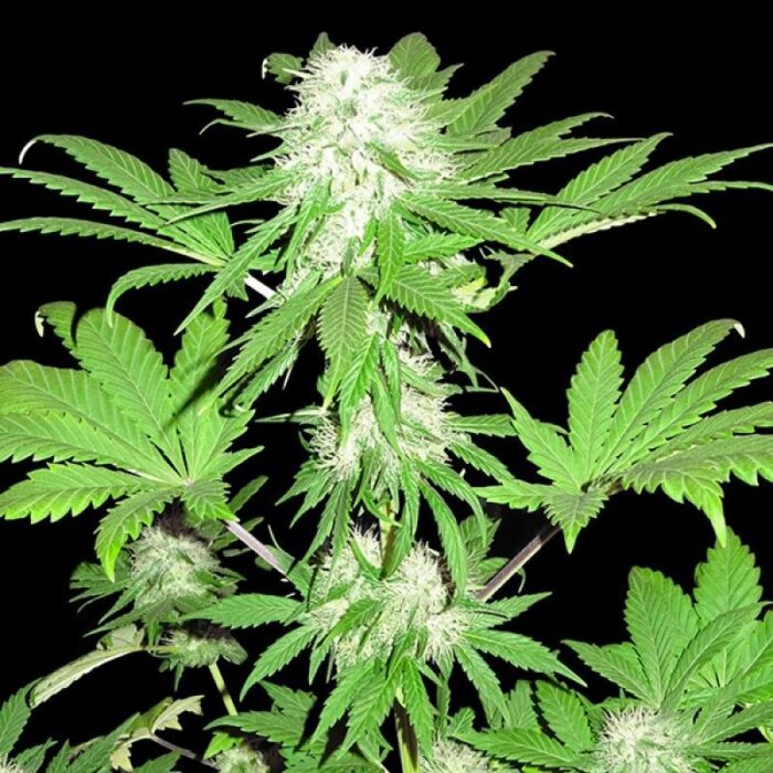 Sumo's Og Kush