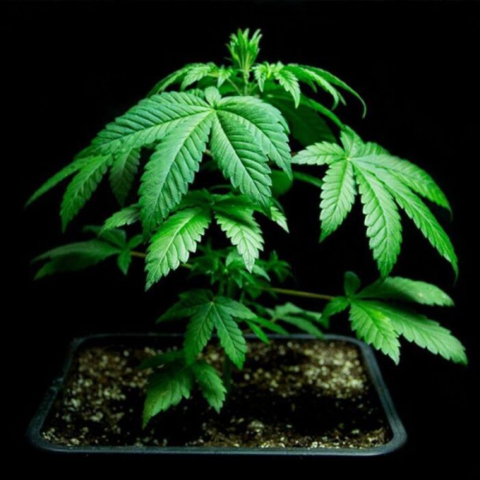 Sumo's Og Kush