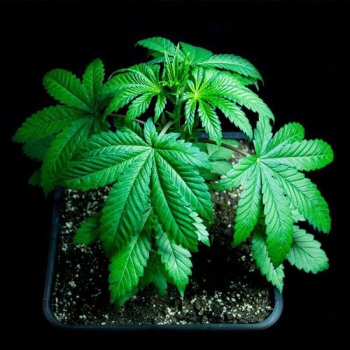 Sumo's Og Kush