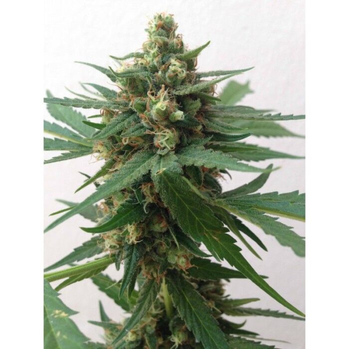 Sumo's Og Kush Auto