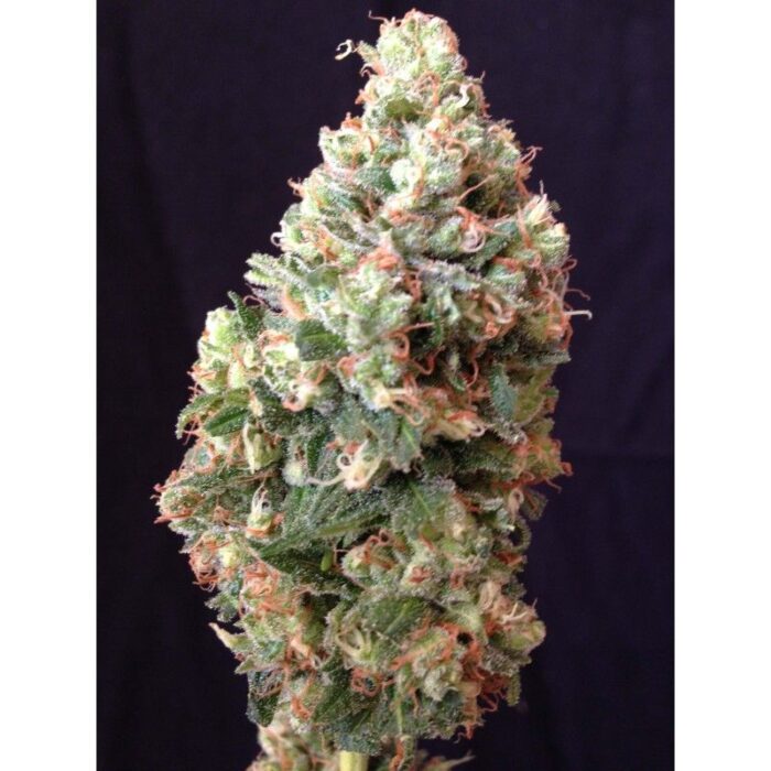 Sumo's Og Kush Auto