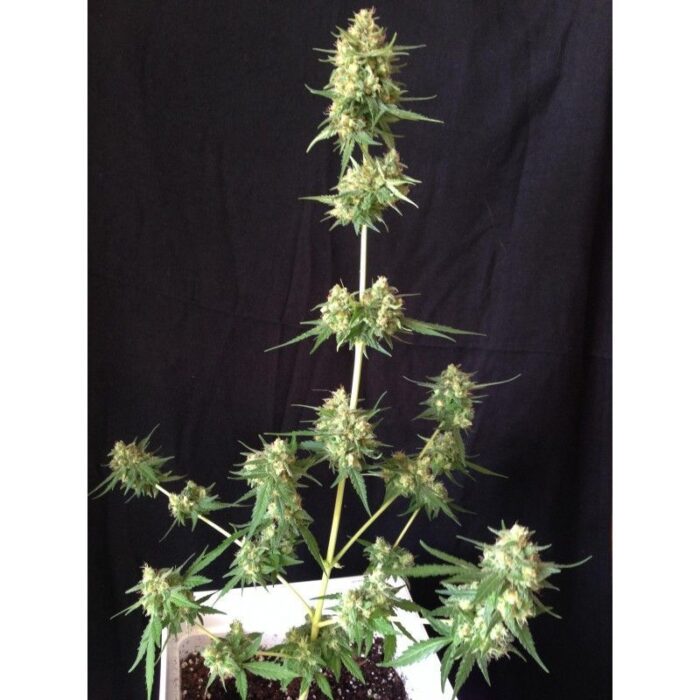 Sumo's Og Kush Auto