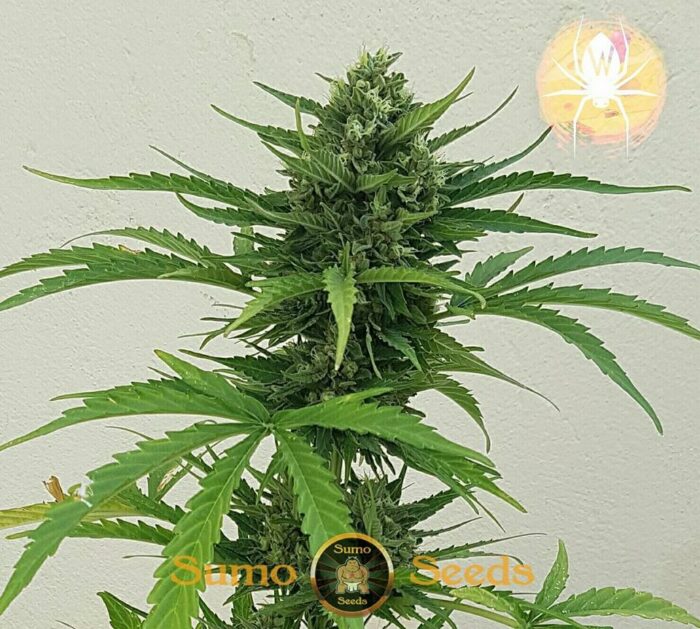 White Cheese Auto
