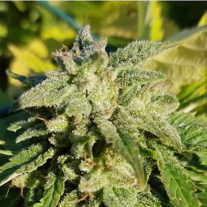 White Widow Original