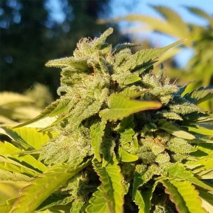 White Widow Original