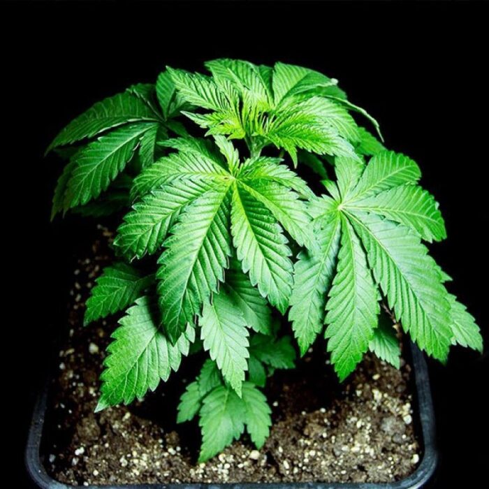 White Widow Original