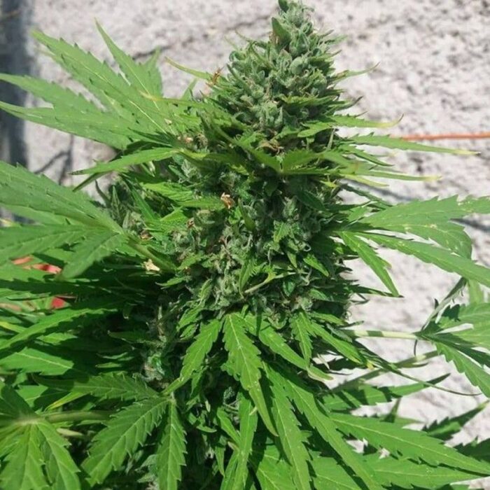 White Widow Original Auto