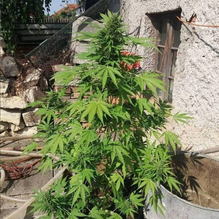 White Widow Original Auto