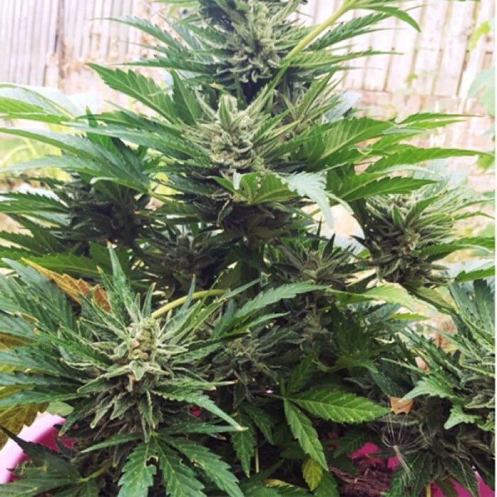 White Widow Original Auto