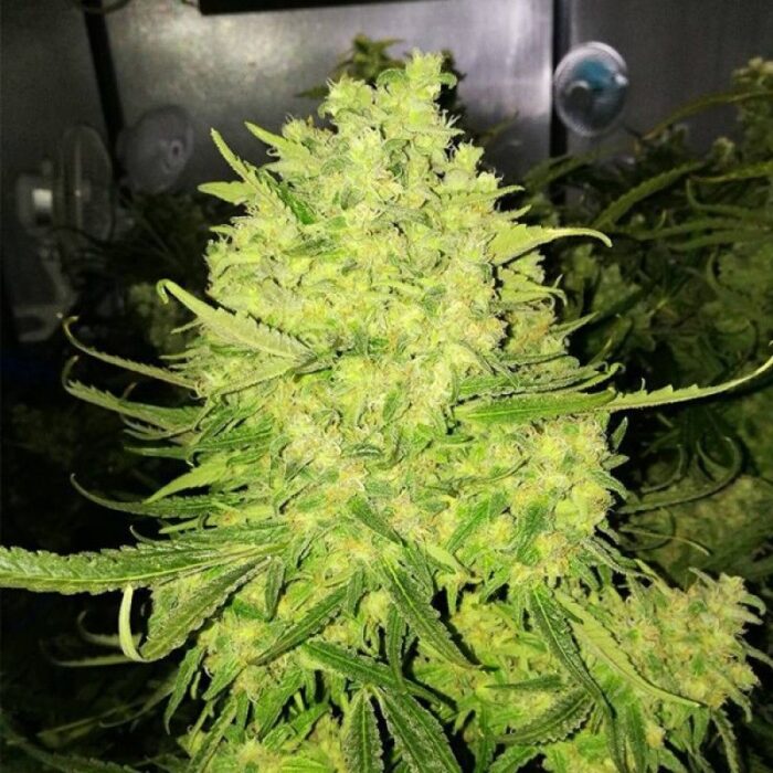 Zombie Haze