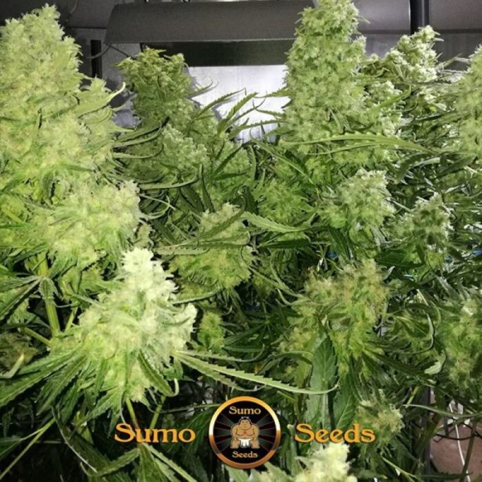 Zombie Haze
