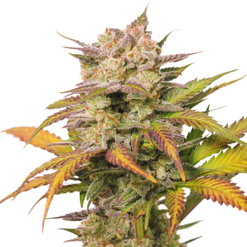 Auto Sweet Bourbon Kush