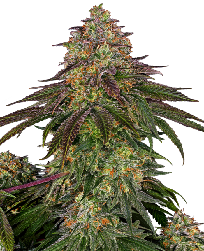 Sweet Cherry Kush