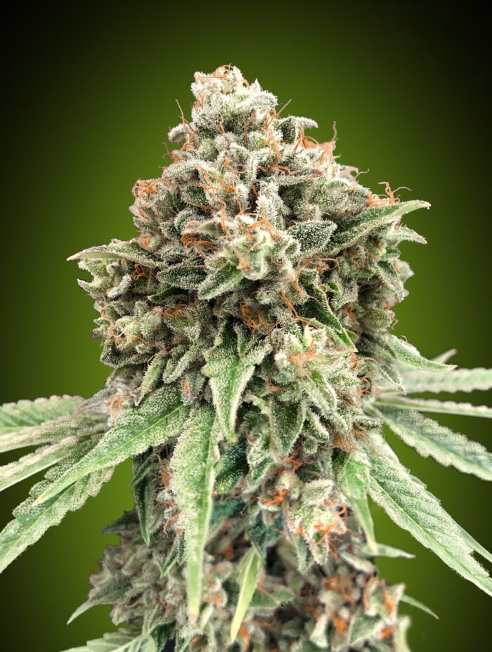 Sweet Critical Fast
