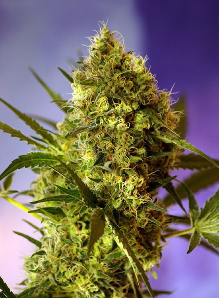 Big Devil #2 Auto