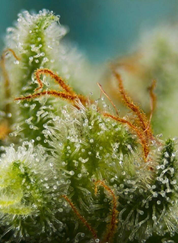 Big Devil XL Auto