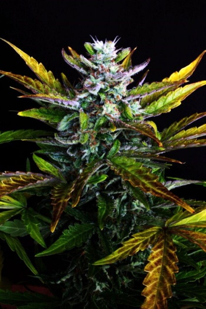 Black Jack Auto