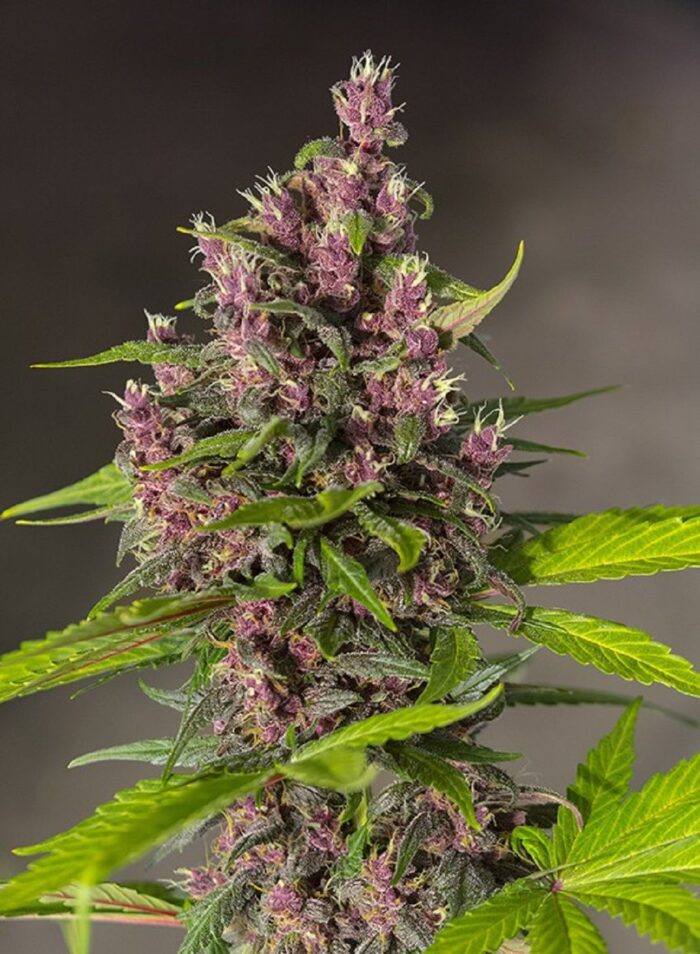 Bloody Skunk Auto