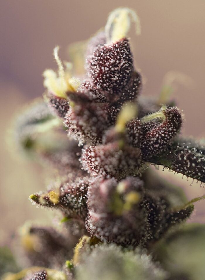 Bloody Skunk Auto