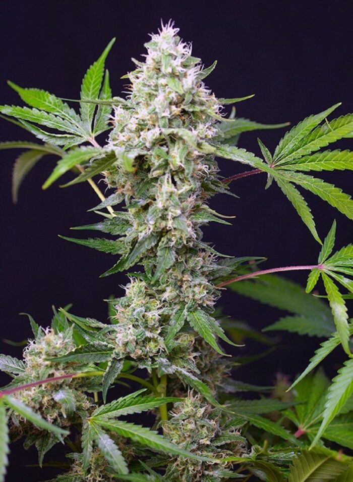 Blow Mind Auto
