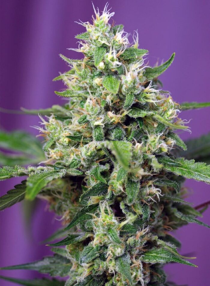 Blow Mind Auto