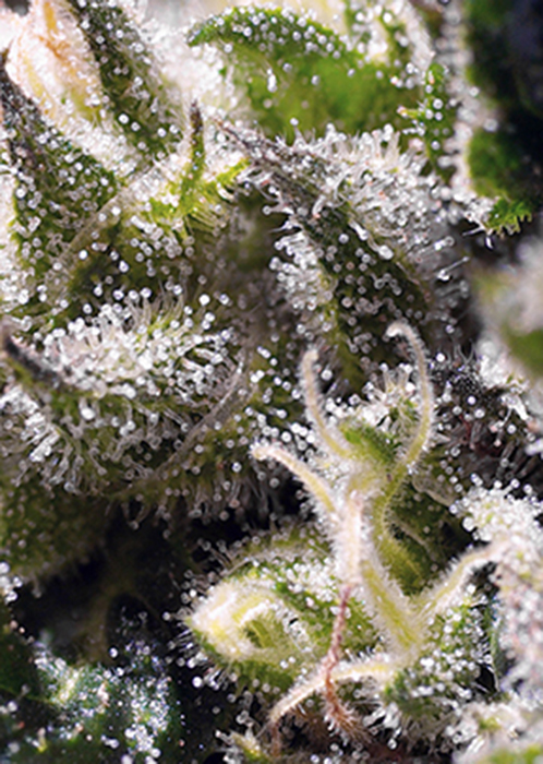 Cream Caramel Auto