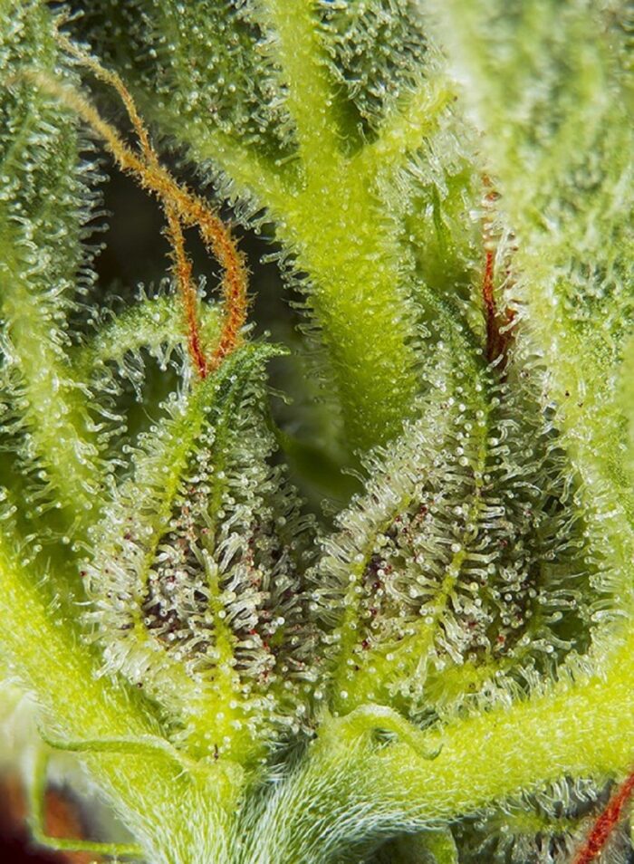 Cream Mandarine XL Auto
