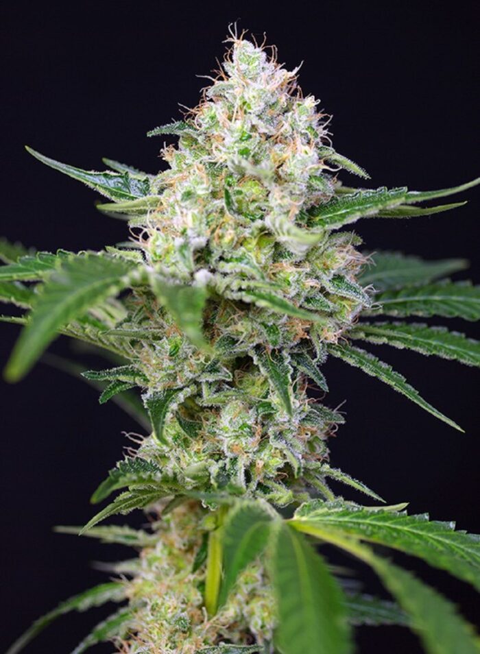 Crystal Candy