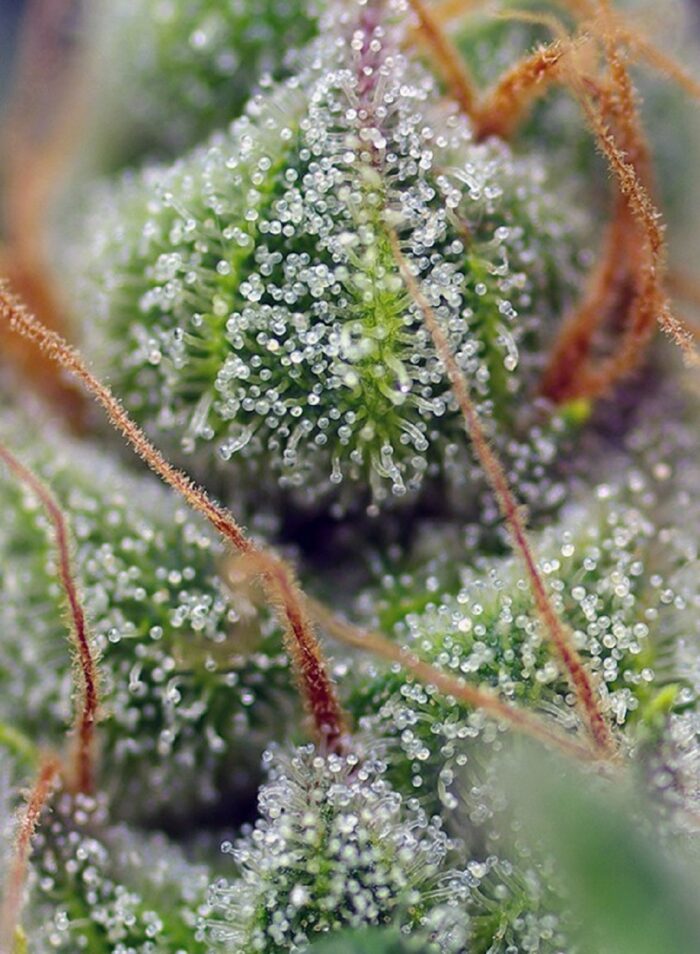Crystal Candy