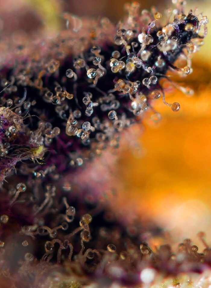 Dark Devil Auto