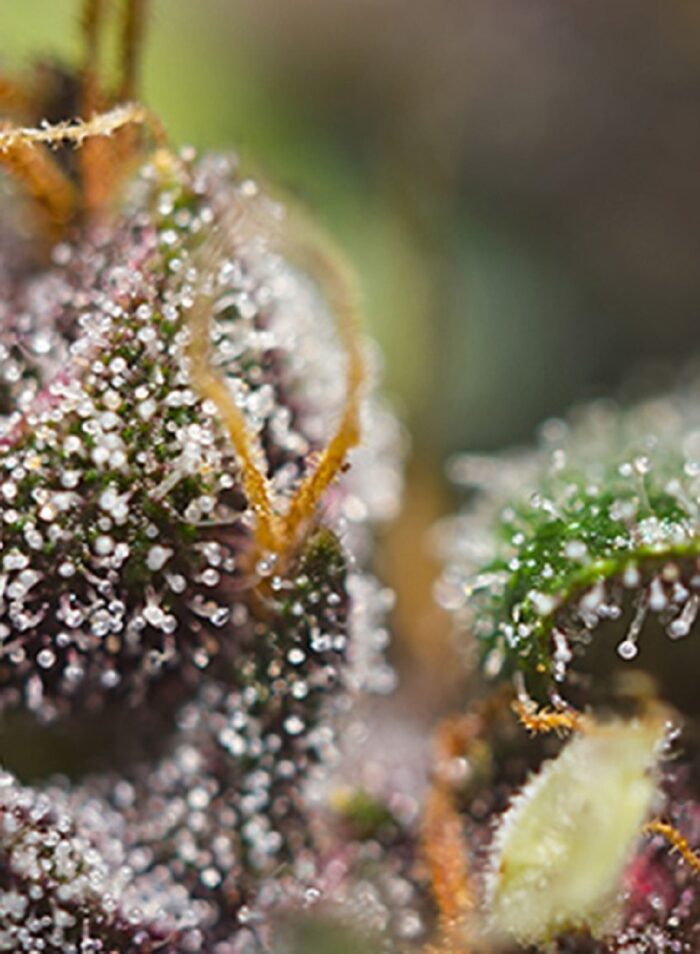 Dark Devil Auto