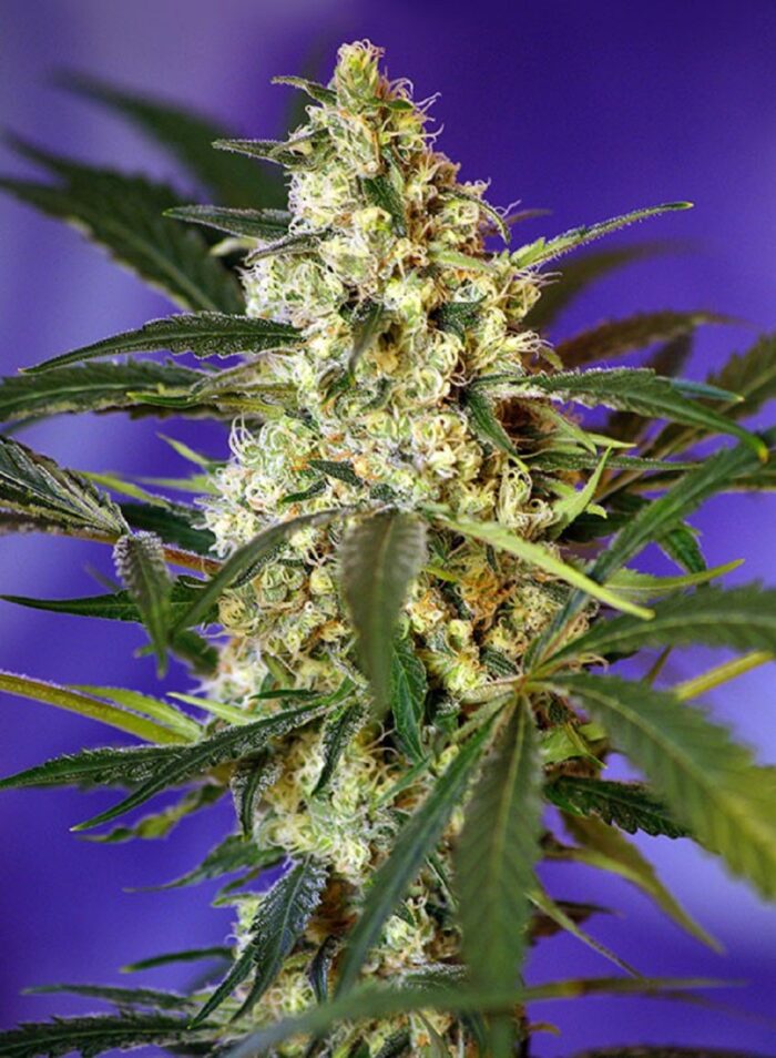 Fast Bud #2 Auto