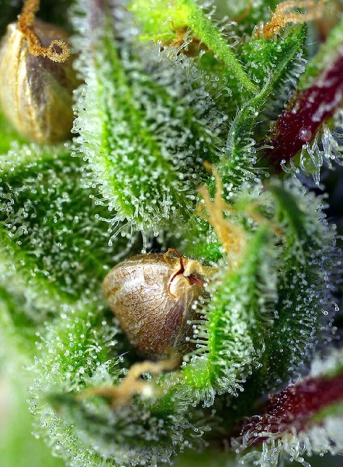 Green Poison